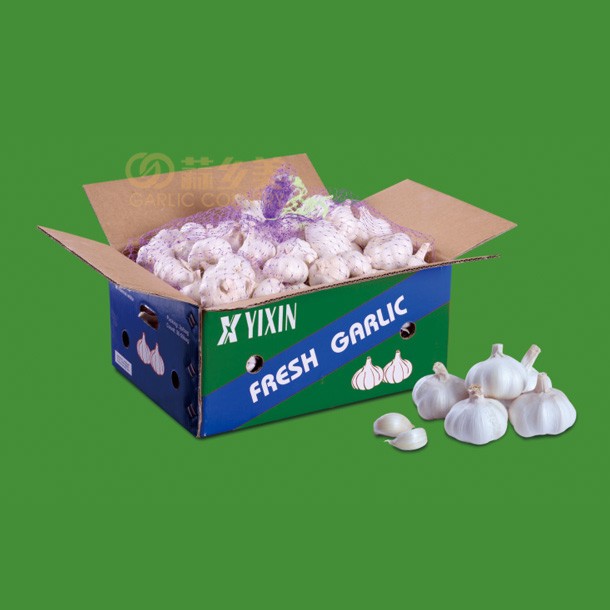 Fresh Garlic